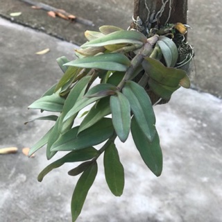 Lan trầm lai phi điệp