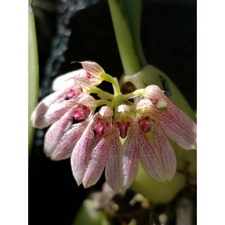 Lan Lọng Pha Long - Bulbophyllum Andersonii
