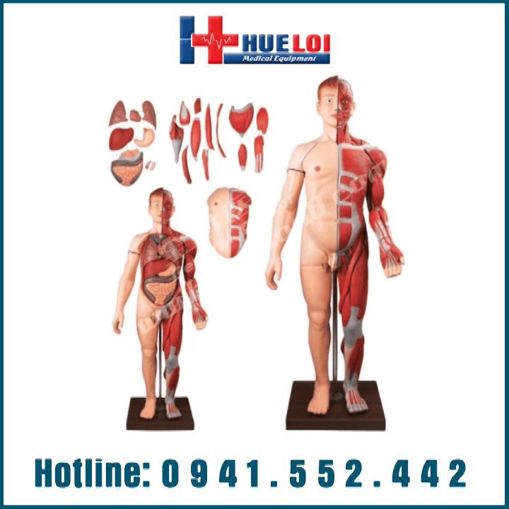 Mô hình giải phẫu hệ cơ và nội tạng toàn bộ cơ thể 170cm
