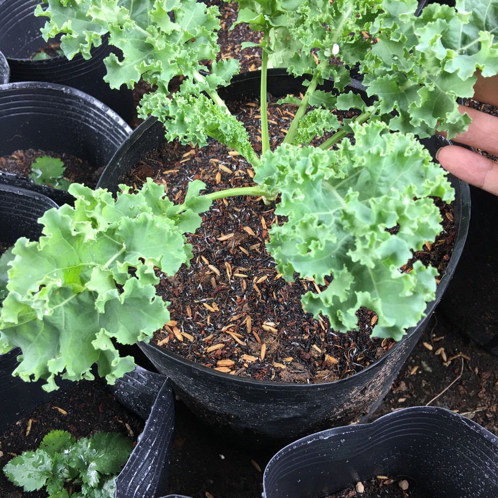 Bao 2dm3 đất trộn trồng cây - có bổ sung dinh dưỡng - Trang Flower