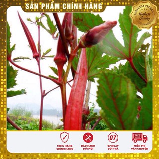 Hạt Giống Đậu Bắp Đỏ(5gr)