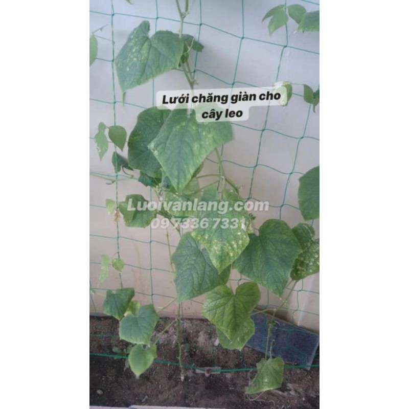 LƯỚI GIĂNG GIÀN CHO CÂY LEO CƯỚC HTPE BAO PHỦ LỚP (UV) CHỐNG GIÒN GÃY LƯỚI
