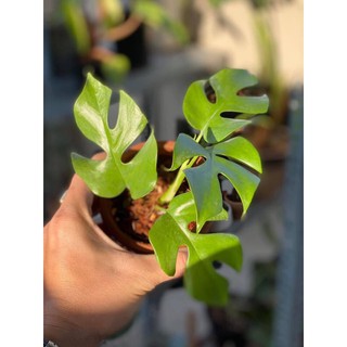 Rhaphidophora Tettra ( Montera mini Thái)