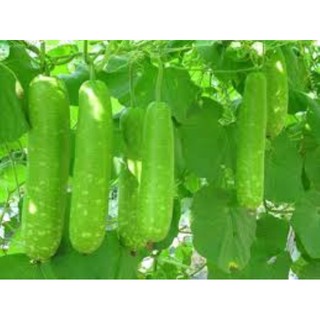 10 hạt giống bầu xanh