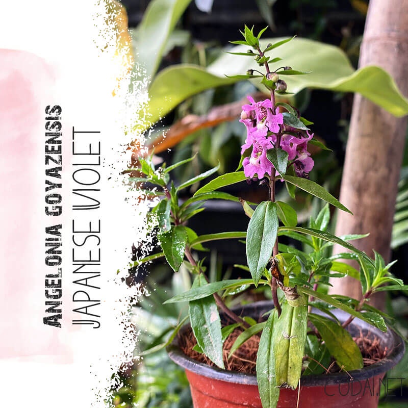 Cây Angelonia goyazensis Japanese Violet (Violet Nhật Bản, hoa màu ngẫu nhiên) chậu nhựa 8cm