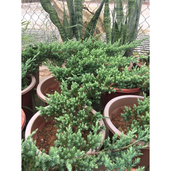 Cây tùng xà  làm cảnh, trồng non bộ, bonsai tuyệt đẹp