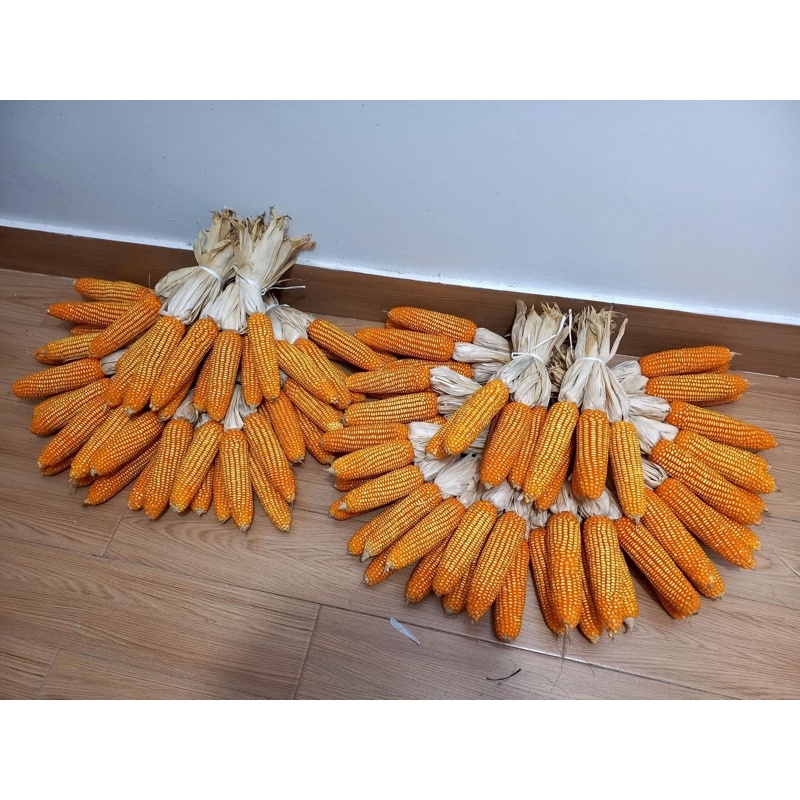 Combo 3 Trái bắp khô,Dây bắp ngô trang trí decor tết.trang trí mần non, decor quán cafe nhà hàng