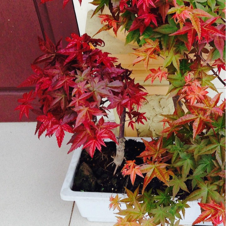 Hạt giống phong lá đỏ Bonsai