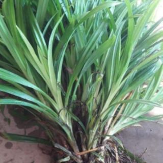 Cây lá nếp (lá dứa)