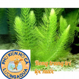 Rong đuôi chồn thả hồ cá hồ thủy sinh 5 nhánh,phụ kiện trang trí hồ cá hồ non bộ