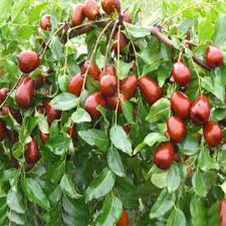 Táo đỏ (red dates/jujube) hữu cơ Tân Cương 250g