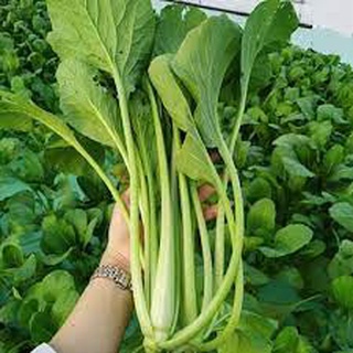HẠT GIỐNG RAU CẢI NGỌT