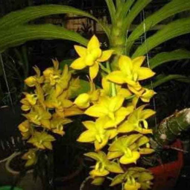 Thiên Nga vàng cây giống