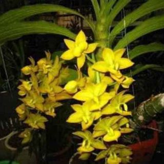 Thiên Nga vàng cây giống