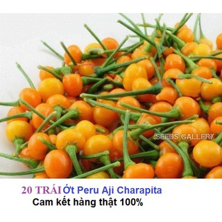24 quả ớt mắc nhất thế giới - aji charapita