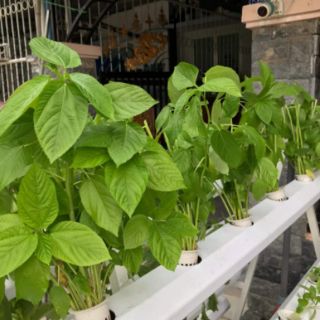 Giàn thủy canh 81 lỗ tiện dụng