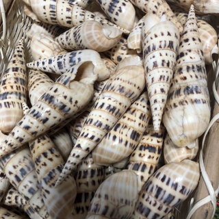 Vỏ ốc măng làm vỏ ốc trang trí