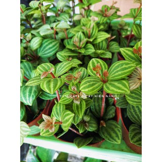 Cây Bình An - Peperomia pluteolata
