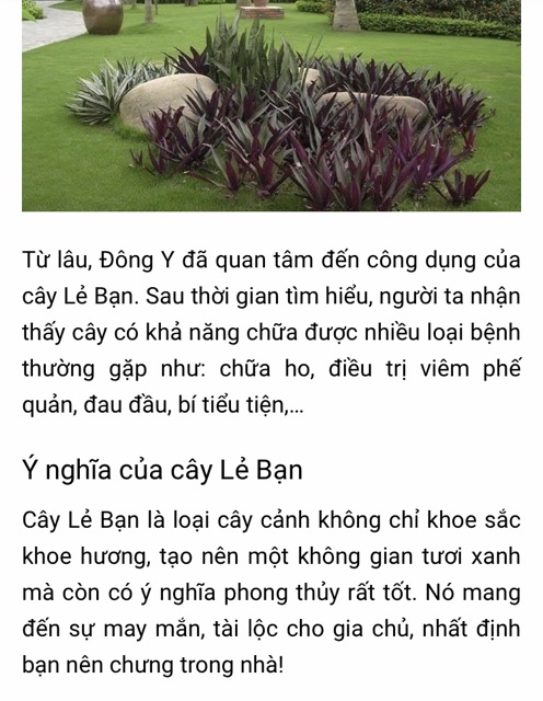 Cây lẻ bạn