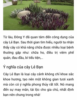 Cây dứa tím ( cây lẻ bạn , sò huyết)