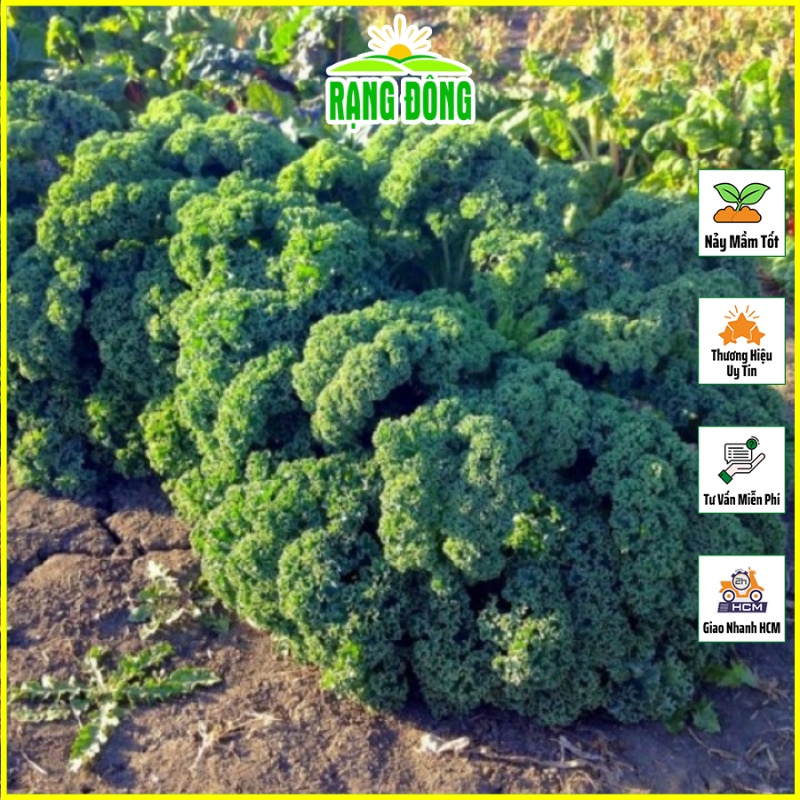 Hạt giống Cải Xoăn Kale Kháng Bệnh Tốt, Trồng Quanh Năm (gói 5 gram) - Hạt giống Rạng Đông