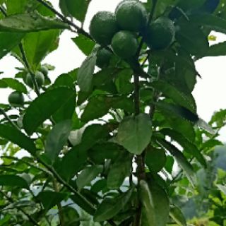 Phân trùn quế 5kg - Phân TỐT - Giá RẺ