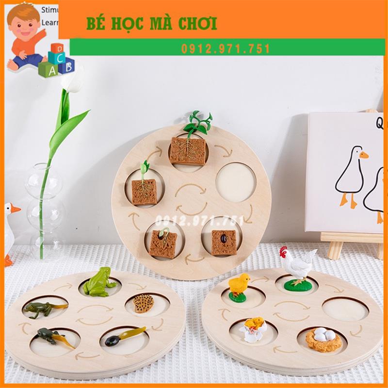 Đồ chơi lắp ráp montessori - Mô hình vòng đời động vật thưc vật Life cycle