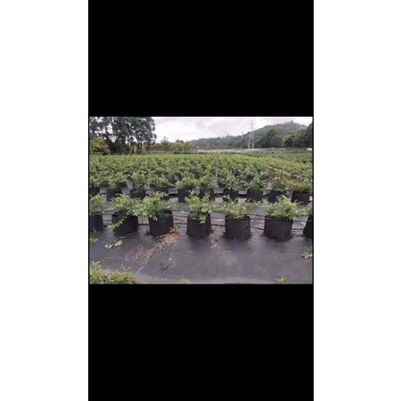 50m bầu v6- bầu quây cây thông minh cao 30cm dày 0,7mm (10-10,5kg/cuộn), có tặng kèm ốc vít