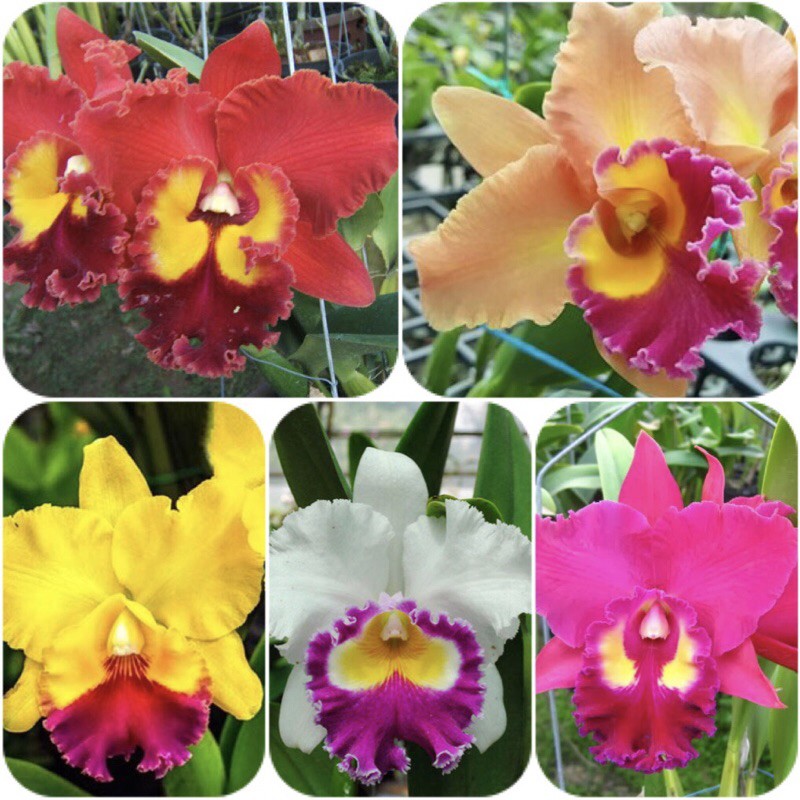 Lan Cattleya cây giống