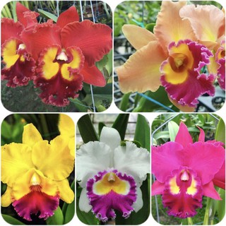 Lan Cattleya cây giống