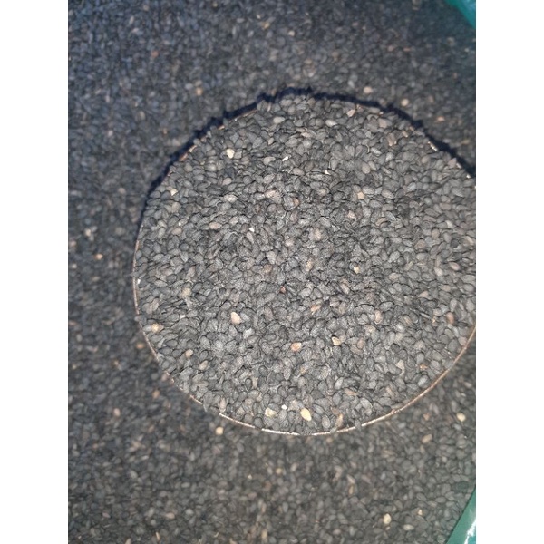 Vừng đen Cao Bằng