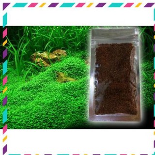 [ Rẻ ] Hạt giống Trần Châu Ngọc Trai