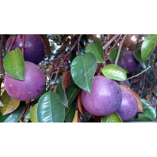 CÂY VÚ SỮA MICA