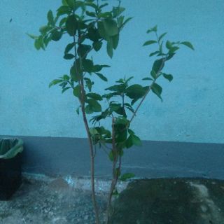 Cây sơ ri- chiều cao khoảng 1m (freeship)