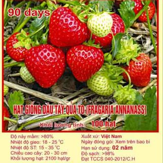 Hạt Giống Dâu Tây Đỏ F1 Quả To Và Sai Quả