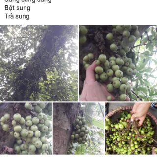 Bột quả sung handmade 100gr