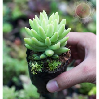 Cây sen đá chuỗi ngọc đứng - đà lạt - lỗi 1 đổi 1