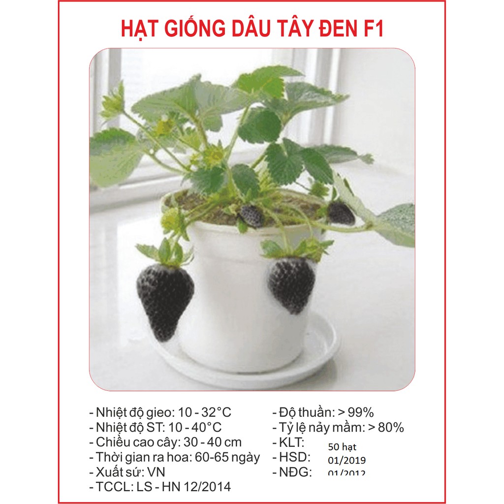 Bộ 4 gói dâu tây ( dâu đen + dâu đỏ + dâu vàng + dâu trắng ) Tặng gói kích hạt nảy mầm