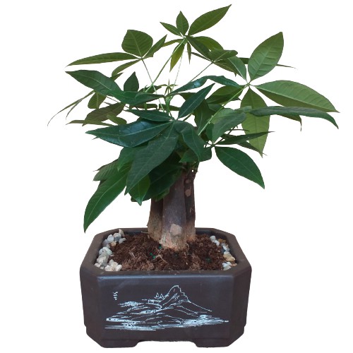 Chậu trồng cây cảnh bonsai, trồng cây mini để bàn, chậu đất nung oval, chậu đất nung chữ nhật