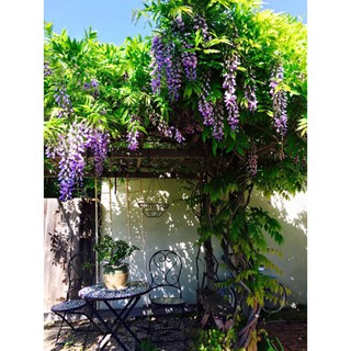 [GIÁ GỐC] Hạt giống Hoa Tử Đằng cây leo giàn (3 hạt)