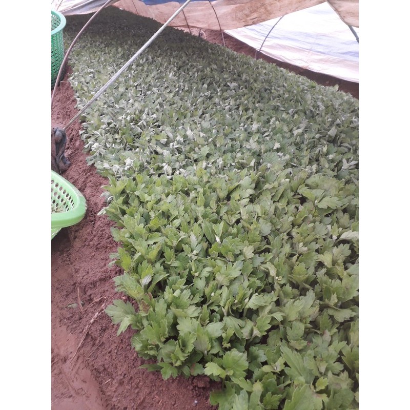Com bo 10 cây cúc giống nhiều màu