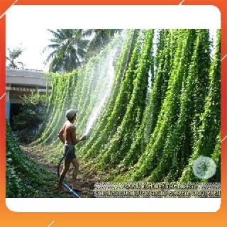15h Hạt Giống Sương Sâm Lông (Tiliacora triandra) NNF1