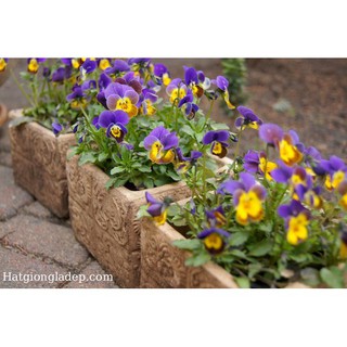 Hạt Giống Hoa Pansy Mix