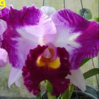 Cattleya cây giống