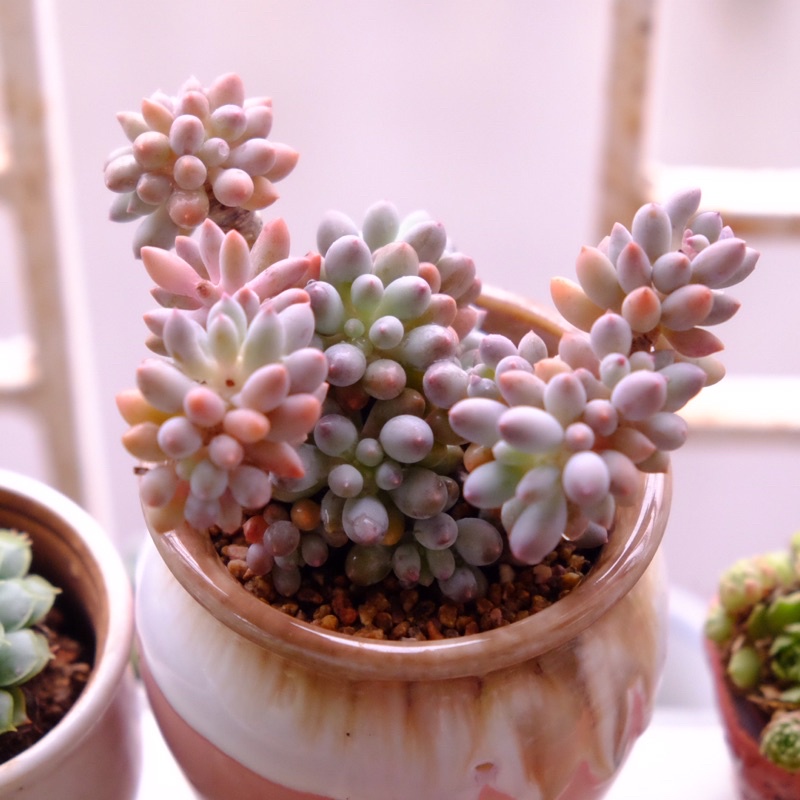 (Pachyphytum Baby finger) Sen đá sỏi baby finger cổ thụ