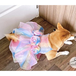Đầm voan cầu vồng cho chó mèo.