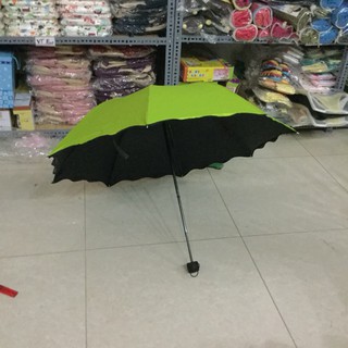 Ô nở hoa khi gặp nước