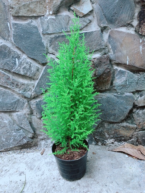Tùng Thơm Cao 60cm ngang 20cm