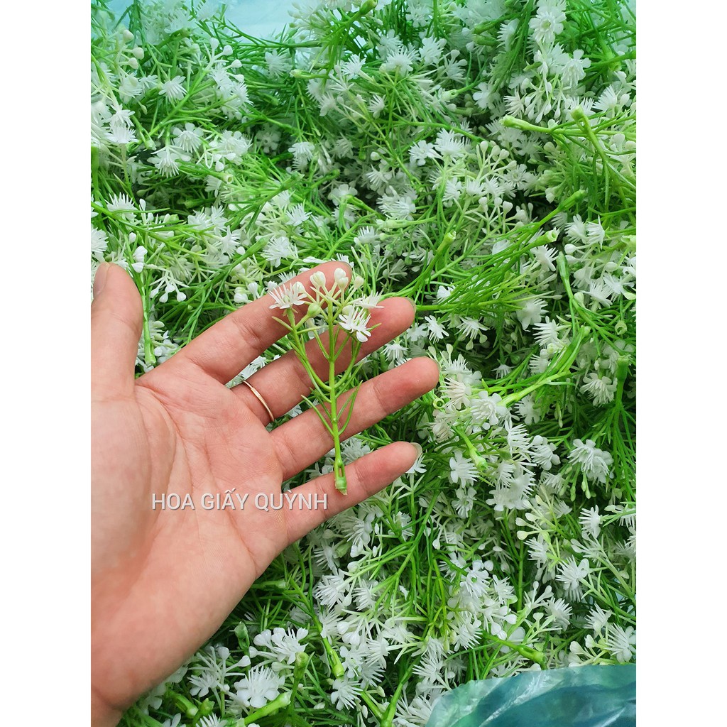 100gr cỏ điểm đầu bông bi