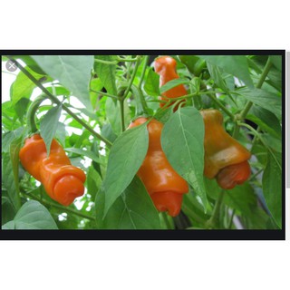 giống ớt cu tý 30 hạt